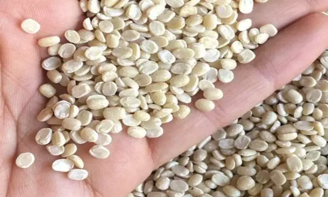 कृषि मंत्री ने चना, मसूर और उड़द की खरीद को लेकर दिए जरूरी निर्देश कृषि मंत्री ने चना, मसूर और उड़द की खरीद को लेकर दिए जरूरी निर्देश