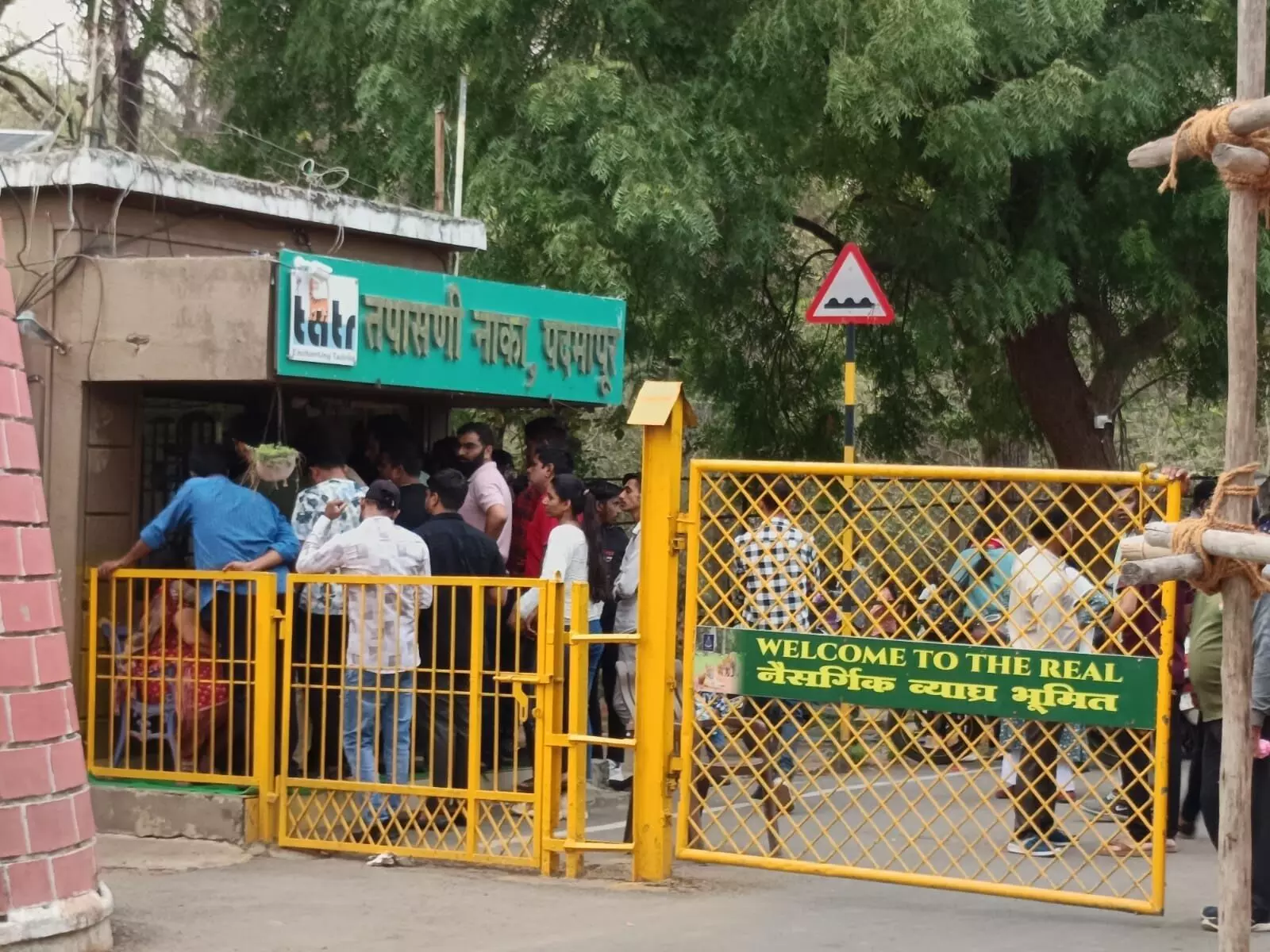 ताड़ोबा में बाघ को देखने उमड़ रही भीड़ , पर्यटकों की बढ़ी संख्या ताड़ोबा में बाघ को देखने उमड़ रही भीड़ , पर्यटकों की बढ़ी संख्या