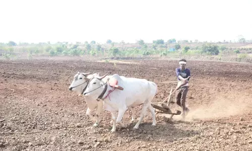 अमरावती जिले में कपास और सोयाबीन की बादशाहत रहेगी बरकरार अमरावती जिले में कपास और सोयाबीन की बादशाहत रहेगी बरकरार