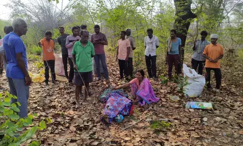 चंद्रपुर में लगातार तीसरे दिन एक और महिला हुई बाघ का शिकार