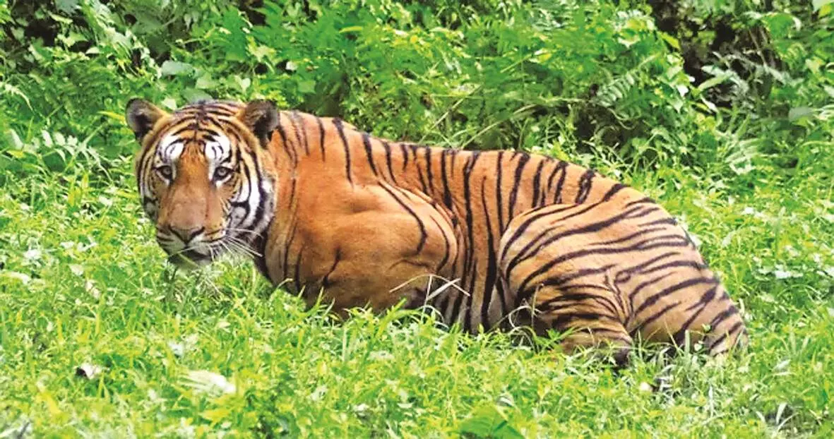 वन की हद में शिकारियों की घुसपैठ बढ़ी, सालभर में 47 तस्करों को भेजा जेल वन की हद में शिकारियों की घुसपैठ बढ़ी, सालभर में 47 तस्करों को भेजा जेल