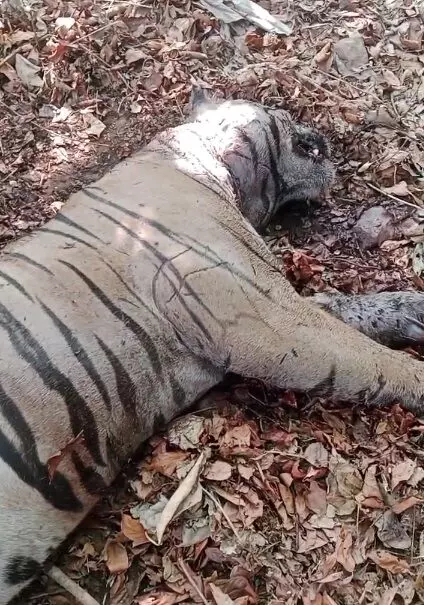 बाघिन पर अधिकार पाने दो बाघों में खूनी संघर्ष ,एक की मृत्यु, दूसरा गंभीर बाघिन पर अधिकार पाने दो बाघों में खूनी संघर्ष ,एक की मृत्यु, दूसरा गंभीर