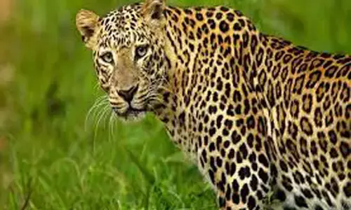 तेंदुए ने किया श्वान का शिकार, दहशत में है क्षेत्र के रहने वाले तेंदुए ने किया श्वान का शिकार, दहशत में है क्षेत्र के रहने वाले