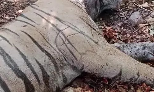 बाघिन पर अधिकार पाने दो बाघों में खूनी संघर्ष ,एक की मृत्यु,  दूसरा गंभीर