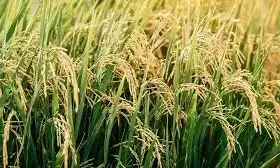 चंद्रपुर में डेढ़ महीने बाद भी धान उत्पादकों को नहीं मिला बोनस