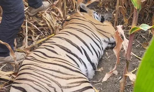 घायल नजर आए टाइगर को पांच दिन बाद ट्रैंक्विलाइज़र कर पकड़ लिया गया घायल नजर आए टाइगर को पांच दिन बाद ट्रैंक्विलाइज़र कर पकड़ लिया गया