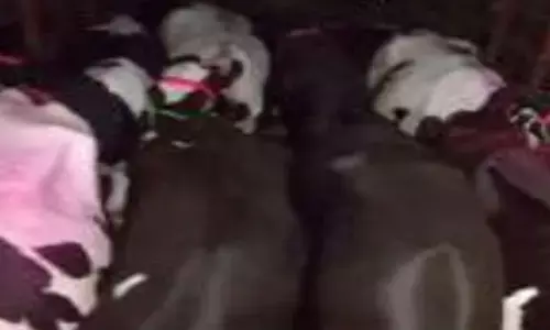 तेलंगाना के बूचड़खानों में जा रहा गाय से भरा वाहन जब्त, बार्शी रोड पर हुई कार्रवाई तेलंगाना के बूचड़खानों में जा रहा गाय से भरा वाहन जब्त, बार्शी रोड पर हुई कार्रवाई