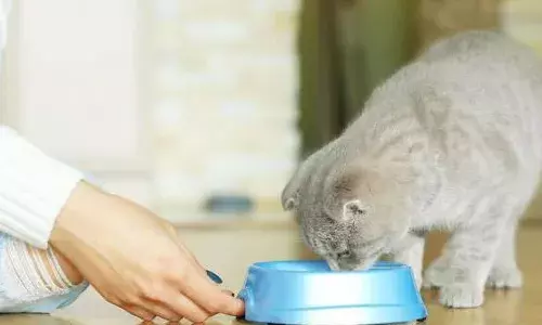 पड़ोसी की बिल्ली को खाना खिलाने के लिए बुढ़िया को किया मना, नहीं मानी तो कोर्ट में भेज दिया मामला, फैसला सुनकर सभी लोग रह गए दंग!