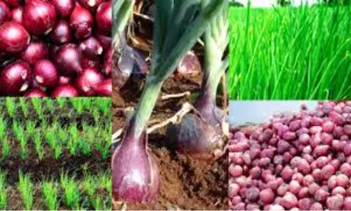 बर्बादी की कगार पर प्याज की फसल, येवला में तूफानी बारिश, शेड गिरने से 1 घायल