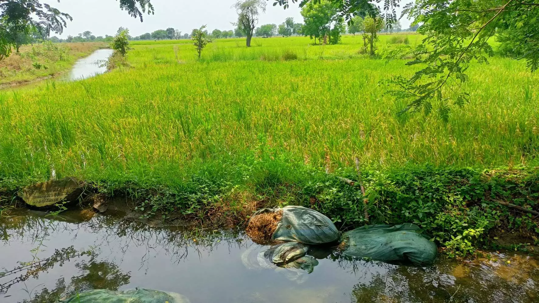 गोसीखुर्द परियोजना की नहर फूटने से किसानों के खेत में भरा पानी गोसीखुर्द परियोजना की नहर फूटने से किसानों के खेत में भरा पानी