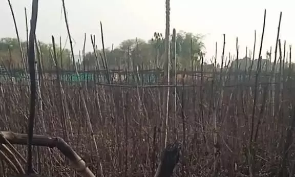 पान बरेजा में आग लगने से लाखों रुपए की हुई क्षति पान बरेजा में आग लगने से लाखों रुपए की हुई क्षति