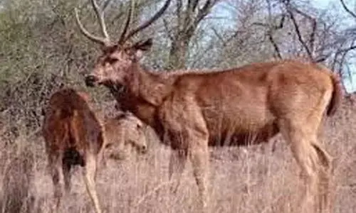 अमरावती में प्रकृति प्रेमियों ने 197 मचानों से किया वन्यजीवों का दीदार अमरावती में प्रकृति प्रेमियों ने 197 मचानों से किया वन्यजीवों का दीदार