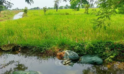 गोसीखुर्द परियोजना की नहर फूटने से किसानों के खेत में भरा पानी