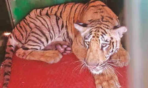 चंद्रपुर के सिंदेवाही वनपरिक्षेत्र में आतंक मचाने वाली उस खूंखार बाघिन का शावक पिंजरे में कैद