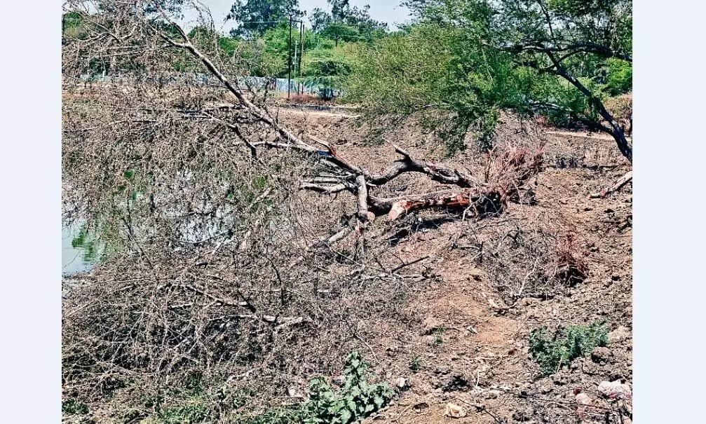 गजब का सौंदर्यीकरण, हरे-भरे पेड़ों को काटकर तालाब के पाथ-वे पर फिर पौधारोपण की तैयारी गजब का सौंदर्यीकरण, हरे-भरे पेड़ों को काटकर तालाब के पाथ-वे पर फिर पौधारोपण की तैयारी