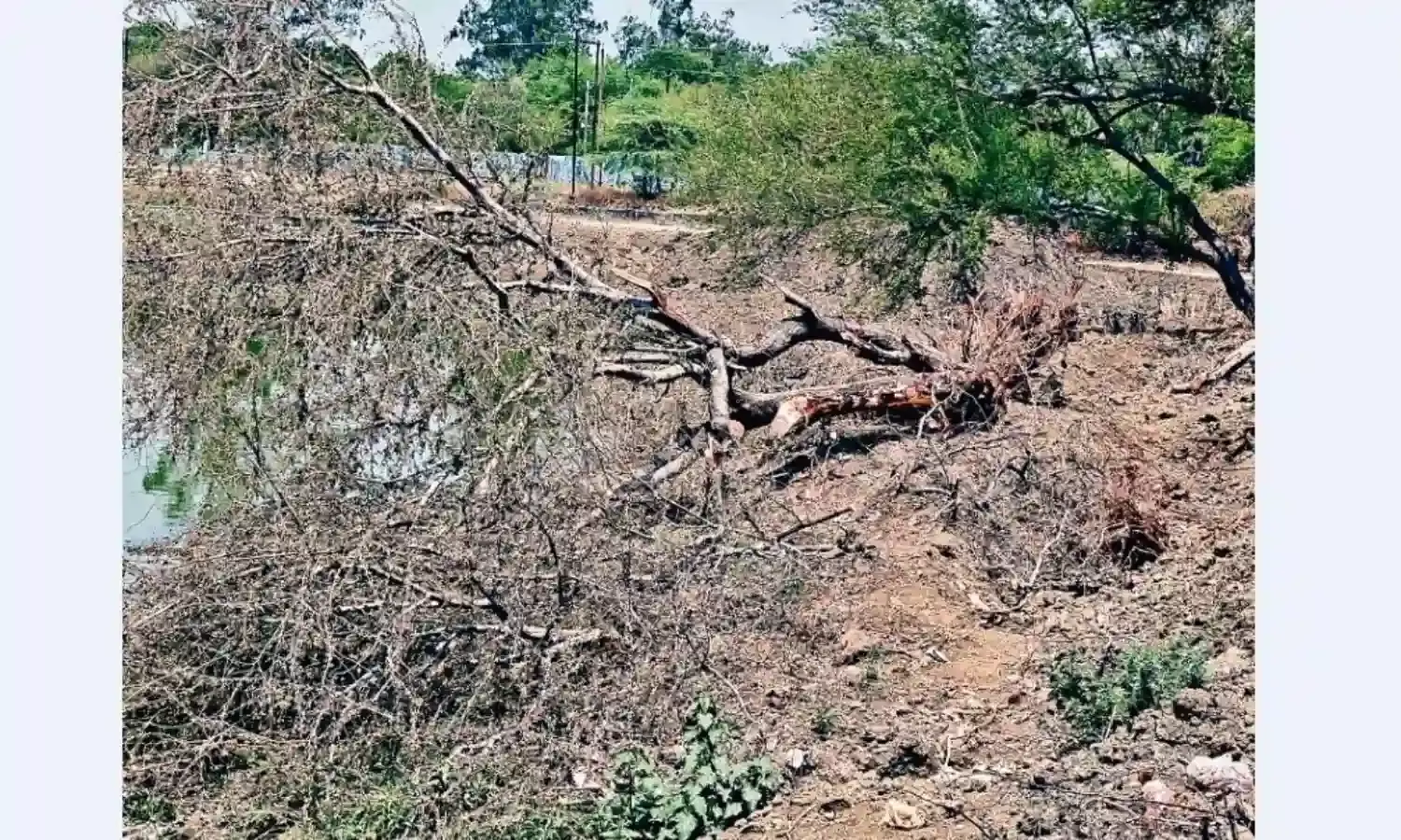 गजब का सौंदर्यीकरण, हरे-भरे पेड़ों को काटकर तालाब के पाथ-वे पर फिर पौधारोपण की तैयारी