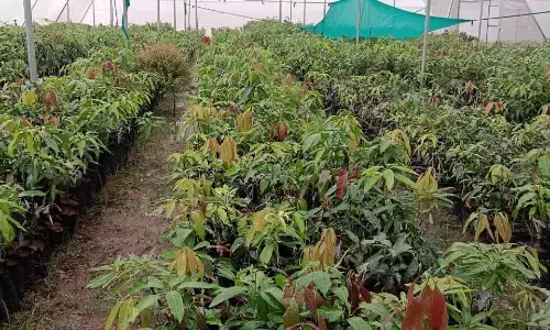 जिले के बगीचों में महक रही दूसरे प्रदेशों के आमों की किस्म जिले के बगीचों में महक रही दूसरे प्रदेशों के आमों की किस्म