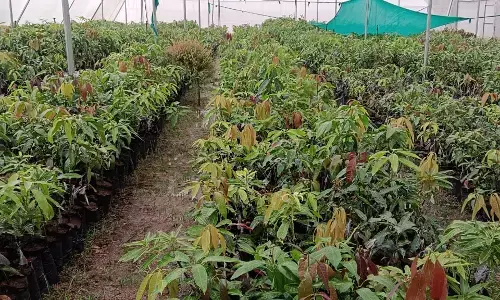 जिले के बगीचों में महक रही दूसरे प्रदेशों के आमों की किस्म जिले के बगीचों में महक रही दूसरे प्रदेशों के आमों की किस्म