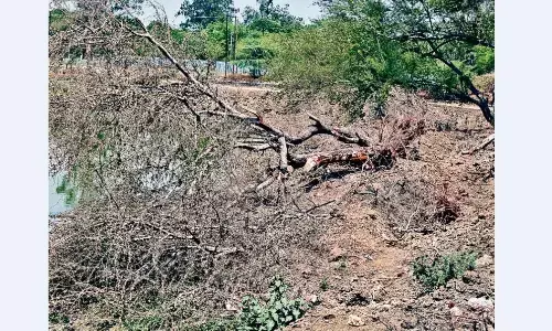 गजब का सौंदर्यीकरण, हरे-भरे पेड़ों को काटकर तालाब के पाथ-वे पर फिर पौधारोपण की तैयारी गजब का सौंदर्यीकरण, हरे-भरे पेड़ों को काटकर तालाब के पाथ-वे पर फिर पौधारोपण की तैयारी
