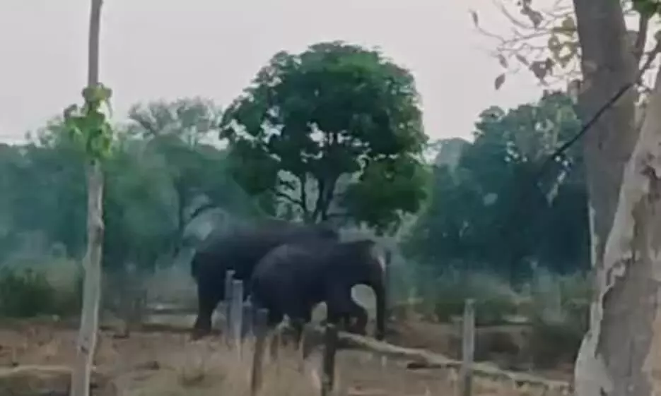 दो जंगली हाथियों ने तेंदूपत्ता तोडऩे गए तीन ग्रामीणों को कुचला, मौत