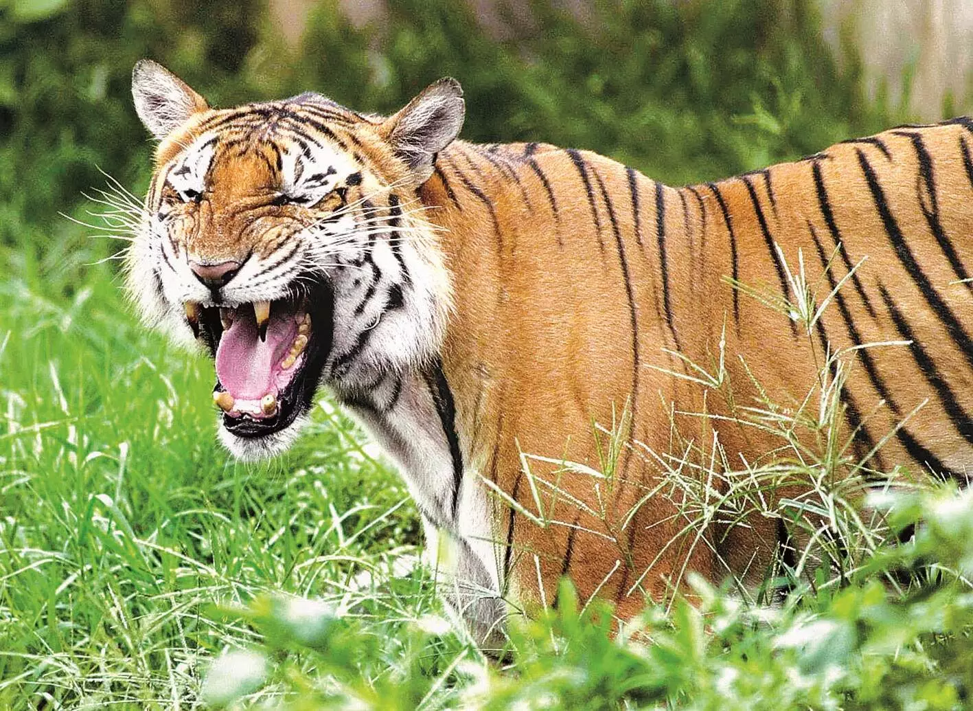 भंडारा में बाघ की दहशत से तेंदूपत्ता संकलन पर लगा ब्रेक भंडारा में बाघ की दहशत से तेंदूपत्ता संकलन पर लगा ब्रेक