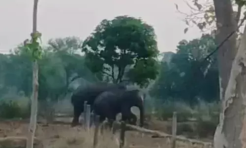 दो जंगली हाथियों ने तेंदूपत्ता तोडऩे गए तीन ग्रामीणों को कुचला, मौत दो जंगली हाथियों ने तेंदूपत्ता तोडऩे गए तीन ग्रामीणों को कुचला, मौत