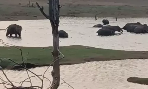 कमजोर मॉनिटरिंग, बांधवगढ़ से हाथियों के निकलने की नहीं मिली सूचना कमजोर मॉनिटरिंग, बांधवगढ़ से हाथियों के निकलने की नहीं मिली सूचना