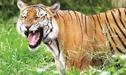 भंडारा में बाघ की दहशत से तेंदूपत्ता संकलन पर लगा ब्रेक