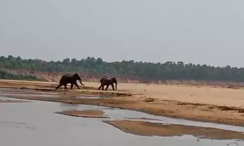 बांधवगढ़ में ‘कैद’ होंगे तीन लोगों को मारने वाले दो हाथी बांधवगढ़ में ‘कैद’ होंगे तीन लोगों को मारने वाले दो हाथी