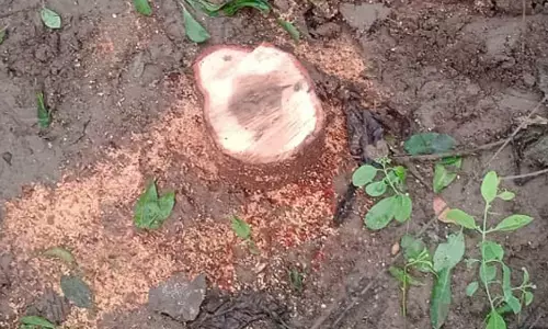 अमरावती के गुरुकुंज आश्रम से चंदन का पेड़ काटकर ले गया चोर अमरावती के गुरुकुंज आश्रम से चंदन का पेड़ काटकर ले गया चोर