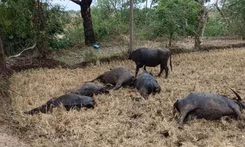 चंद्रपुर जिले में बाघों का आतंक, 13 दिन में 9 लोगों की गई जान