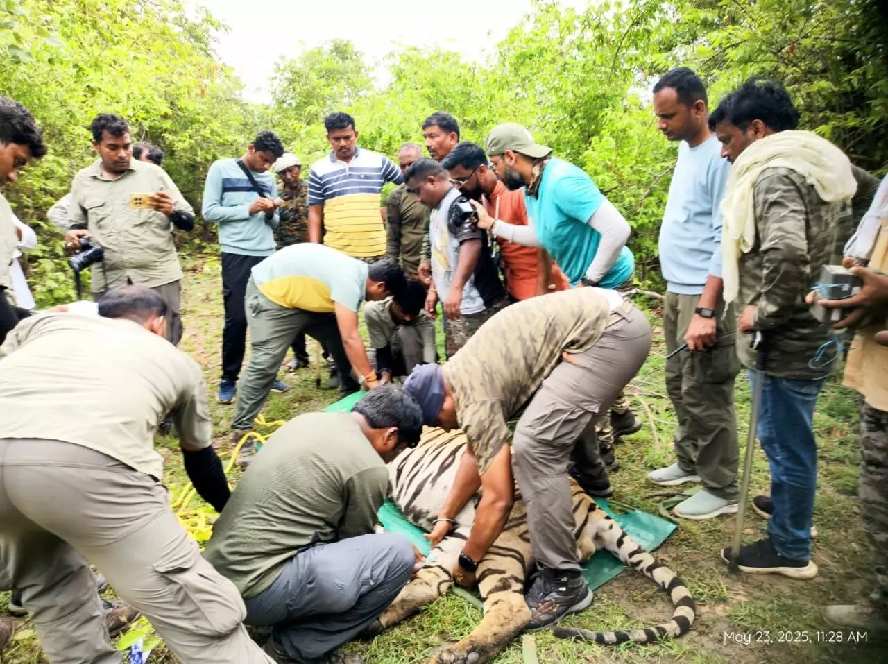 आखिरकार पिंजरे में कैद हुआ नरभक्षी बाघ , दो लोगों का किया था शिकार आखिरकार पिंजरे में कैद हुआ नरभक्षी बाघ , दो लोगों का किया था शिकार