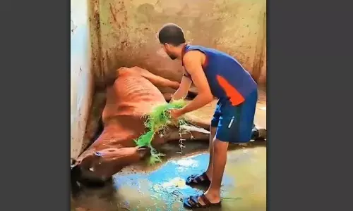 कई घोड़ों के पैरों में मिले घाव, जांच करने भोपाल से पहुंची टीम कई घोड़ों के पैरों में मिले घाव, जांच करने भोपाल से पहुंची टीम