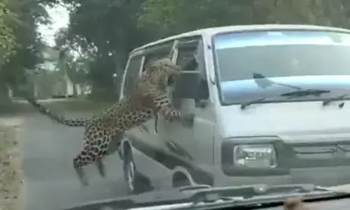 धारणी के पास तेंदुए ने तीन वाहनों पर लगाई छलांग , थम गई चालकों की सांसे धारणी के पास तेंदुए ने तीन वाहनों पर लगाई छलांग , थम गई चालकों की सांसे