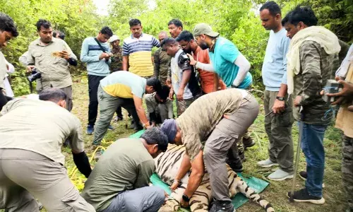 आखिरकार पिंजरे में कैद हुआ नरभक्षी बाघ , दो लोगों का किया था शिकार