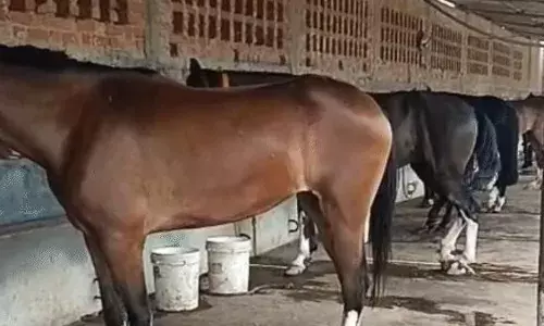 जबलपुर में 8 घोड़ों की हुई मौत, 57 में से 55 की ग्लैंडर्स रिपोर्ट आई नेगेटिव, जानें क्या है घोड़ों की मौत की वजह? जबलपुर में 8 घोड़ों की हुई मौत, 57 में से 55 की ग्लैंडर्स रिपोर्ट आई नेगेटिव, जानें क्या है घोड़ों की मौत की वजह?