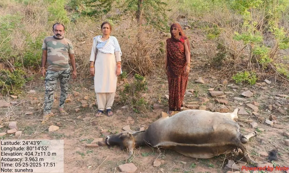 पन्ना के समीपी ग्राम कटरा में बाघ की दस्तक, घर के पीछे बाडे में घुसकर दुधारू गाय का किया शिकार पन्ना के समीपी ग्राम कटरा में बाघ की दस्तक, घर के पीछे बाडे में घुसकर दुधारू गाय का किया शिकार