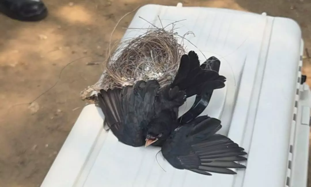 60 फीट की ऊंचाई में मांजे में फंसी चिड़िया , रेस्क्यू कर निकाला 60 फीट की ऊंचाई में मांजे में फंसी चिड़िया , रेस्क्यू कर निकाला
