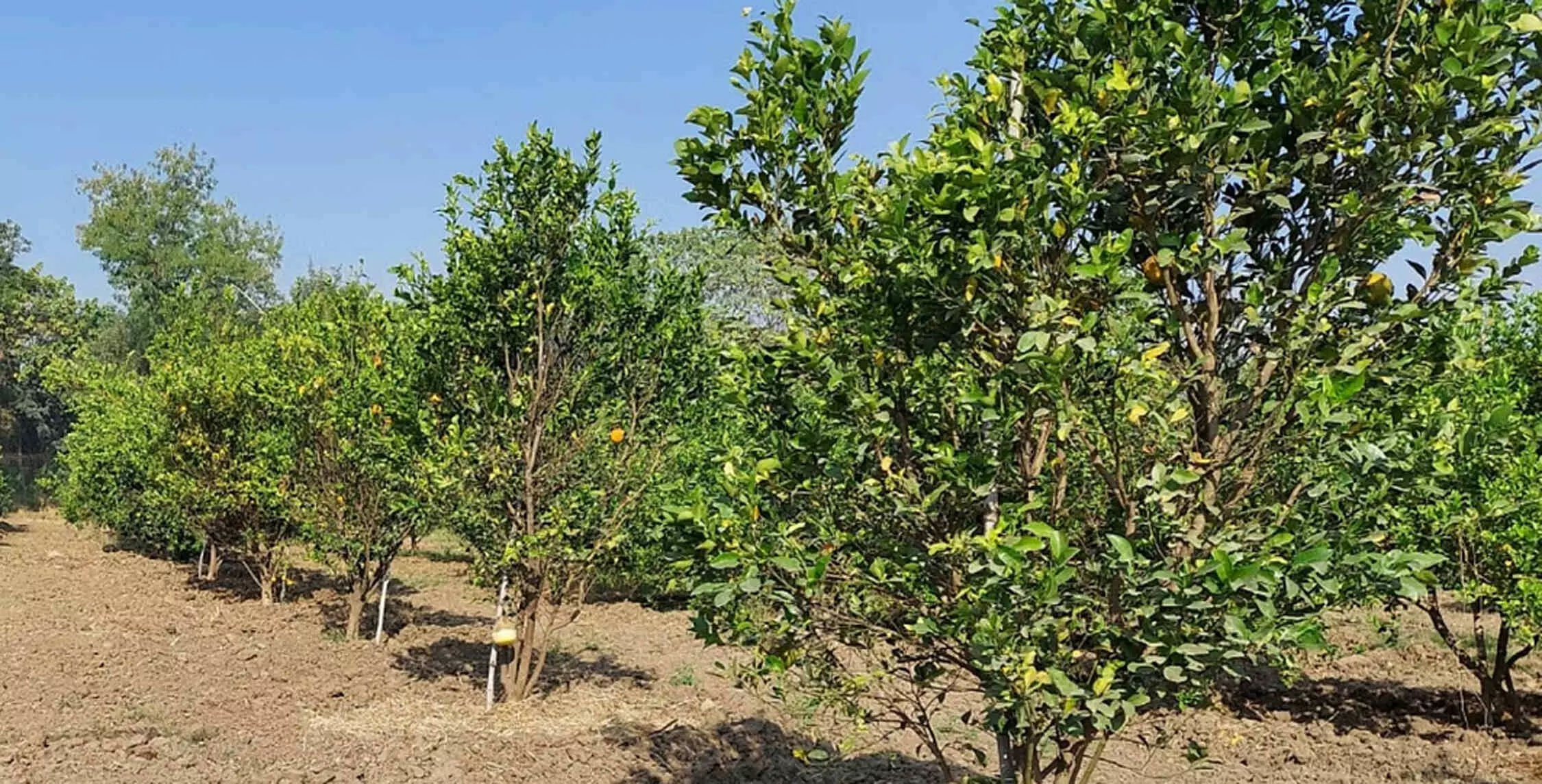 अमरावती में बारिश और नमी से फल की जगह फूट रहीं हैं कोंपलें अमरावती में बारिश और नमी से फल की जगह फूट रहीं हैं कोंपलें