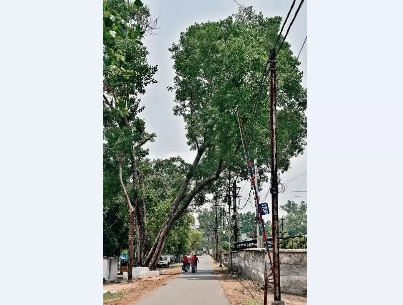 बिजली के तारों तक पहुंच गईं शाखाएं कभी भी गिर सकता है विशालकाय पेड़ बिजली के तारों तक पहुंच गईं शाखाएं कभी भी गिर सकता है विशालकाय पेड़