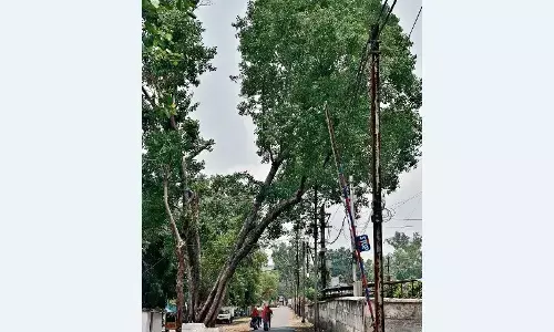 बिजली के तारों तक पहुंच गईं शाखाएं कभी भी गिर सकता है विशालकाय पेड़ बिजली के तारों तक पहुंच गईं शाखाएं कभी भी गिर सकता है विशालकाय पेड़