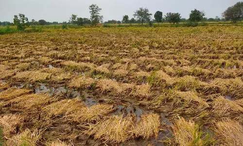 बारिश का कहर : भंडारा में कटी हुई 70 एकड़ धान की फसल हुई बर्बाद