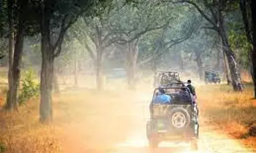 महाराष्ट्र में पर्यटकों को खूब भा रही जंगलों की सैर , लगातार बढ़े पर्यटक
