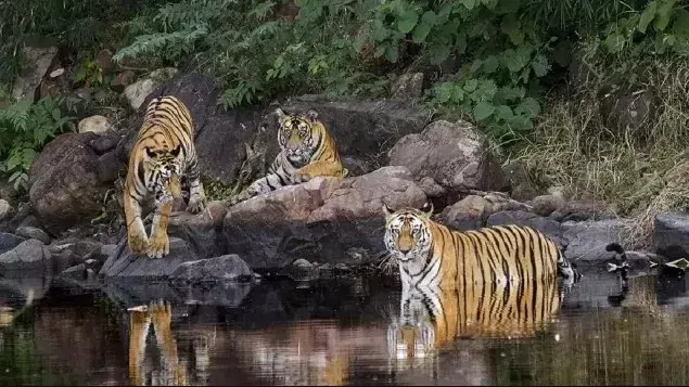 पांच साल में 403 लोग हुए वन्यजीवों के शिकार, 21 हजार 583 जानवरों की गई जान
