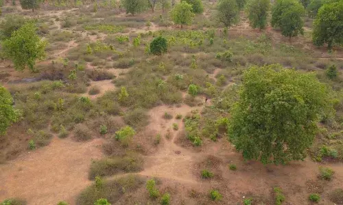भास्कर एनालिसिस- उजड़ रहे वन, संभाग के शहडोल व अनूपपुर में स्थिति चिंताजनक