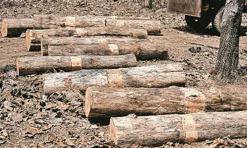 सारे नियम ताक पर, एंट्री फीस जमा करो और मनमर्जी से काट लो जंगल