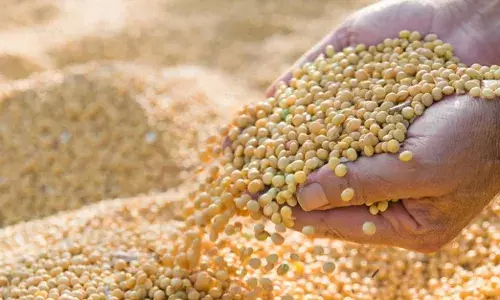 किसानों का सोयाबीन 4500 में, कंपनी का 30 किलो बीज 10 हजार में