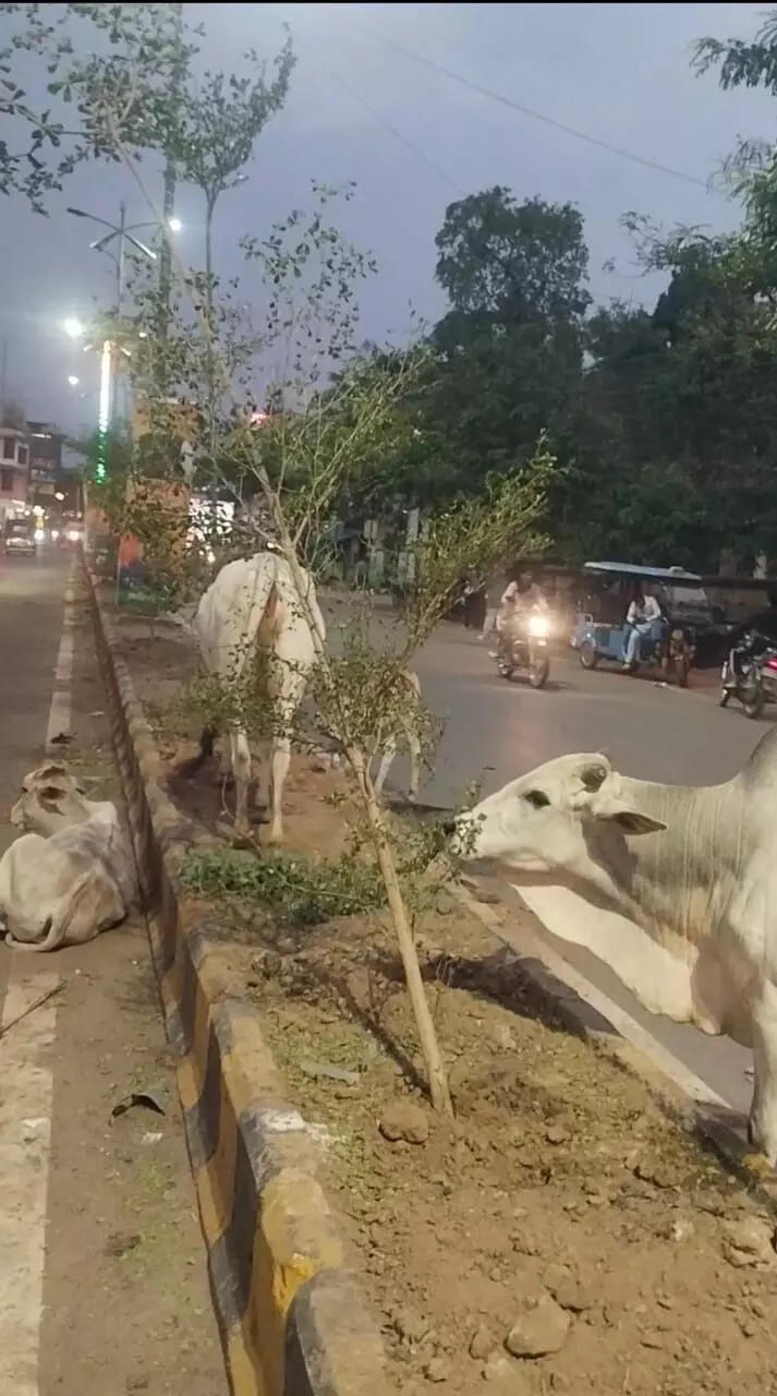 पर्यावरण दिवस पर रोपे पौधे दूसरे ही दिन मवेशियों का बने शिकार पर्यावरण दिवस पर रोपे पौधे दूसरे ही दिन मवेशियों का बने शिकार