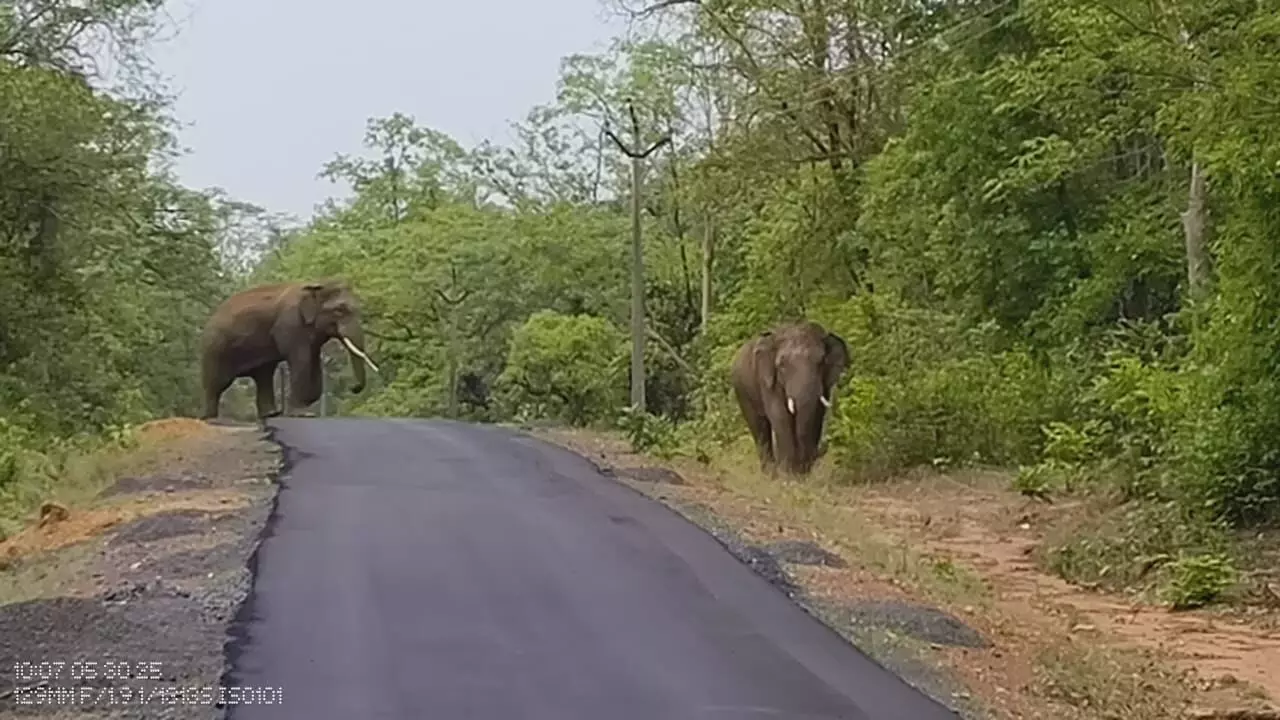 ताड़ोबा में पर्यटकों की तरह सैर कर लौटे हाथी , सप्ताहभर मेहमान बनकर रहे ताड़ोबा में पर्यटकों की तरह सैर कर लौटे हाथी , सप्ताहभर मेहमान बनकर रहे