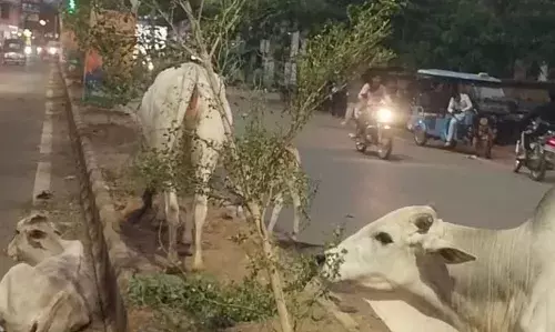 पर्यावरण दिवस पर रोपे पौधे दूसरे ही दिन मवेशियों का बने शिकार